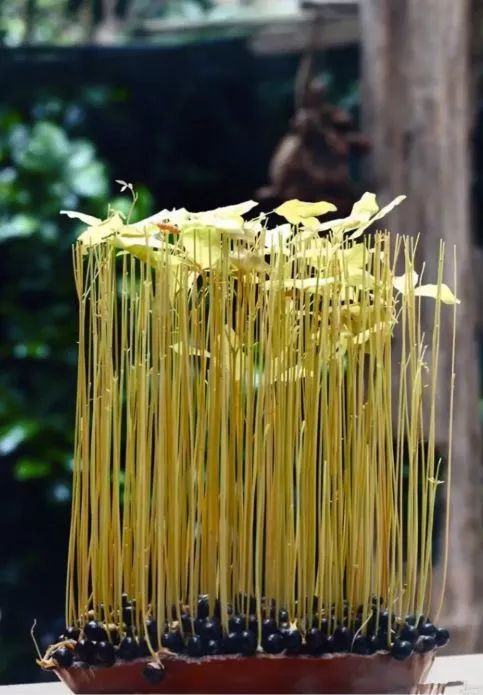 柠檬种子怎么种植方法