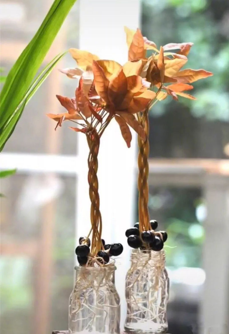 柠檬种子怎么种植方法