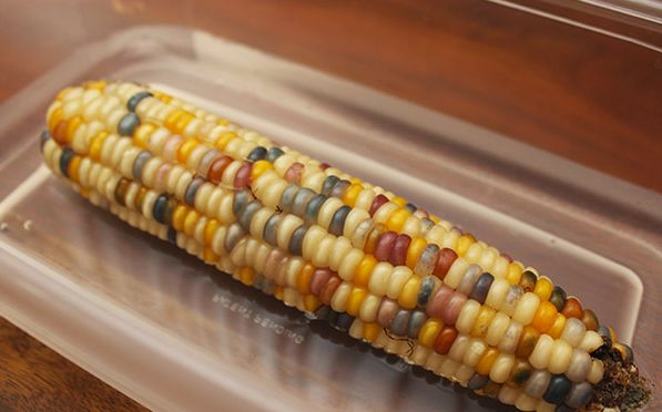 柠檬种子怎么种植方法