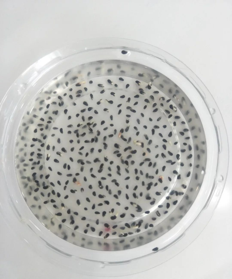 柠檬种子怎么种植方法