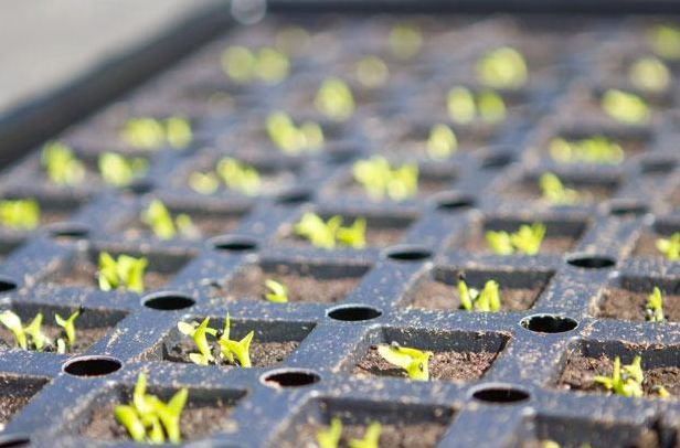 柠檬种子怎么种植方法