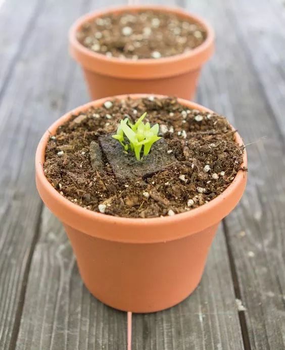 柠檬种子怎么种植方法