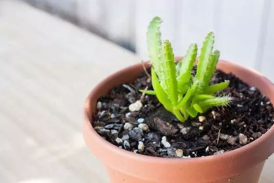 柠檬种子怎么种植方法