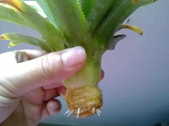 柠檬种子怎么种植方法