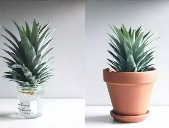 柠檬种子怎么种植方法