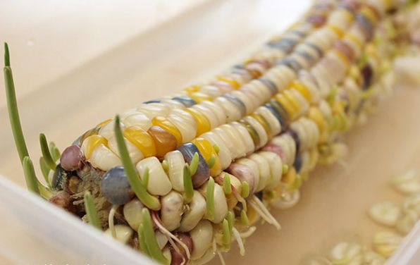 柠檬种子怎么种植方法