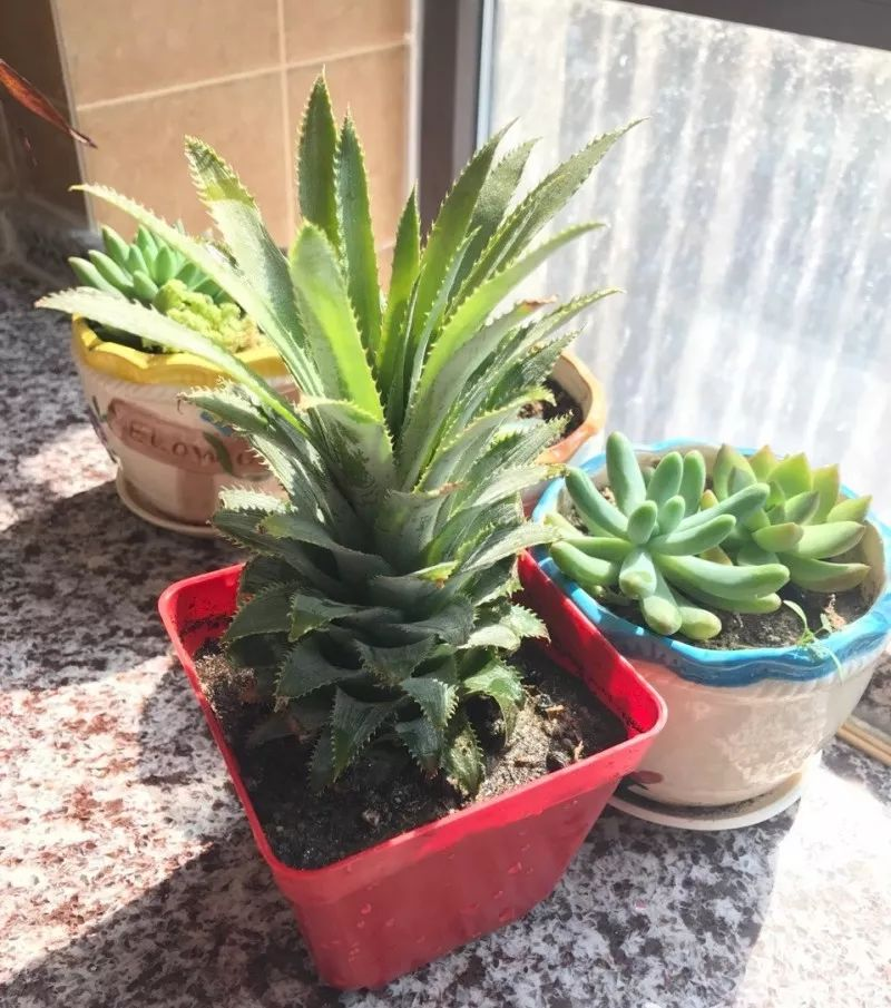 柠檬种子怎么种植方法