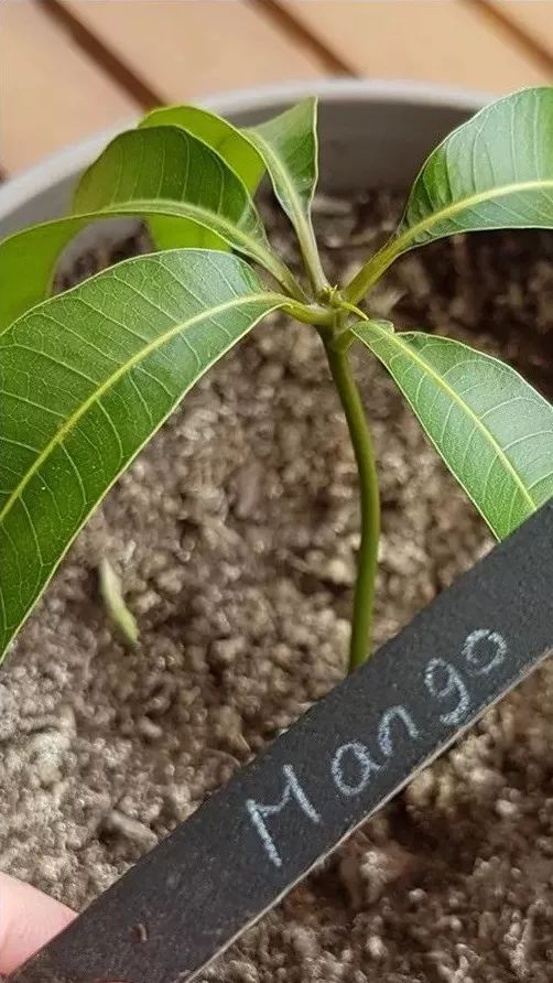 柠檬种子怎么种植方法