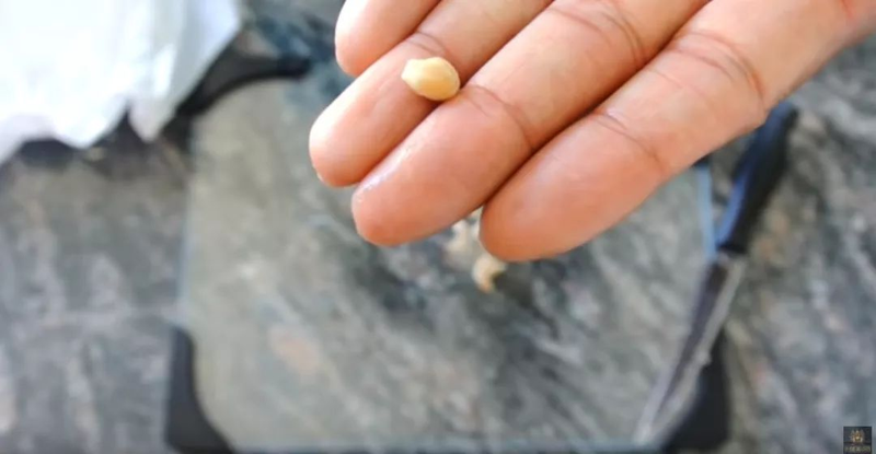 柠檬种子怎么种植方法