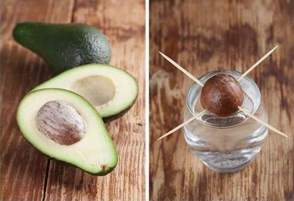 柠檬种子怎么种植方法