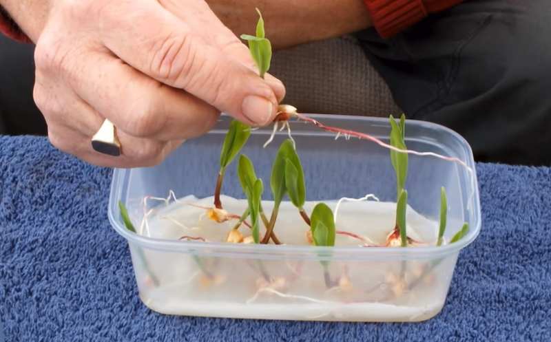 柠檬种子怎么种植方法