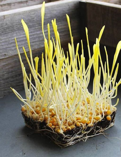 柠檬种子怎么种植方法