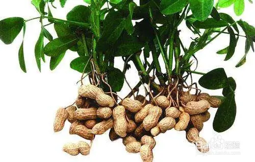 夏威夷果种植技术