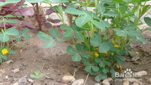 夏威夷果种植技术