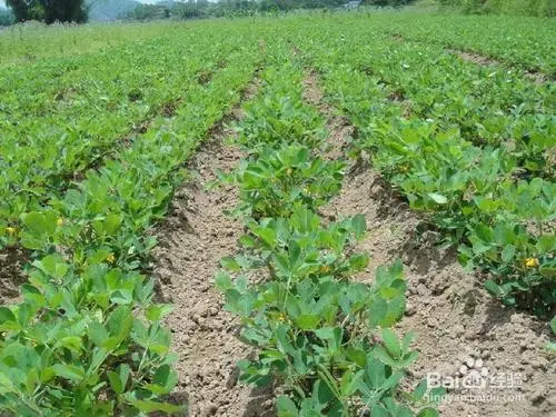 夏威夷果种植技术
