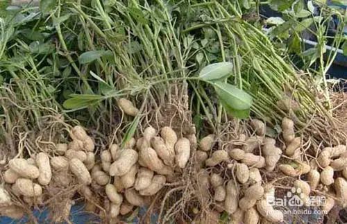 夏威夷果种植技术