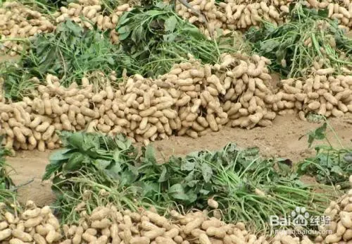 夏威夷果种植技术