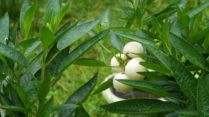 人参果种植技术视频