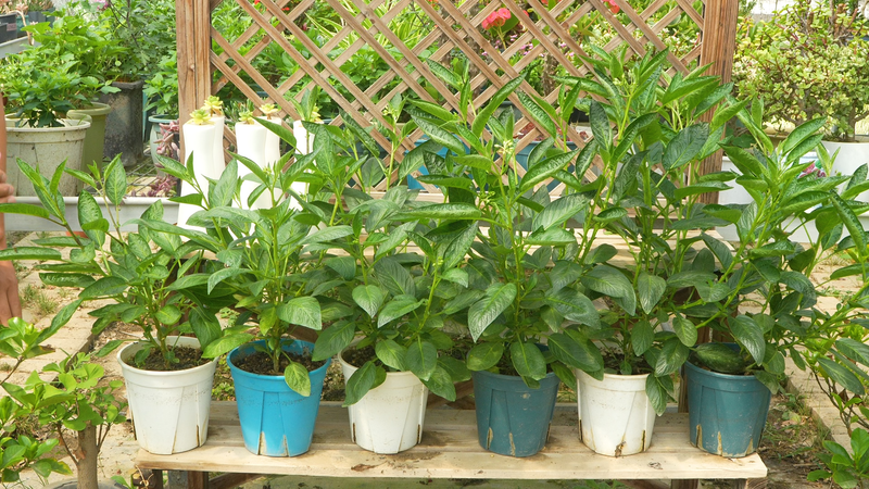 人参果种植技术视频