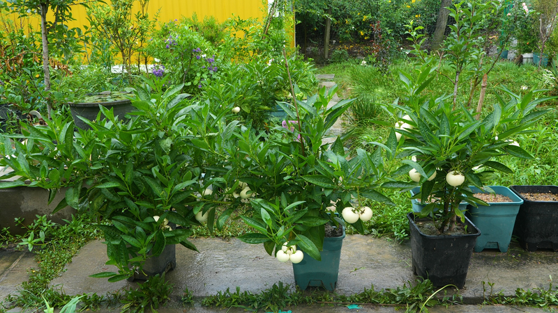 人参果种植技术视频