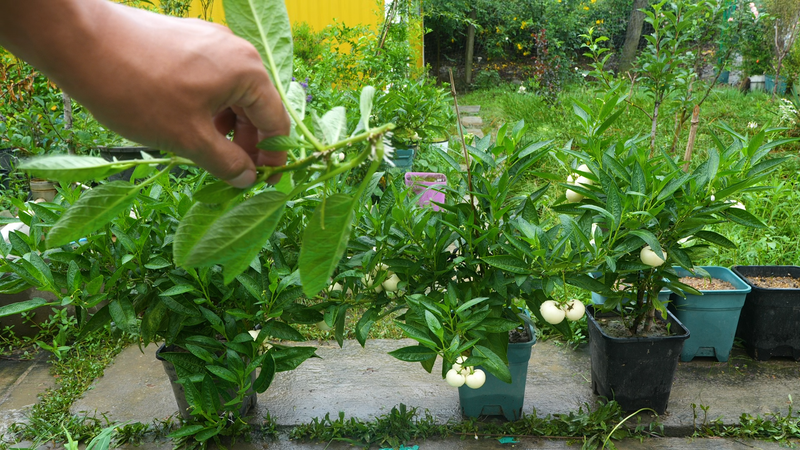 人参果种植技术视频