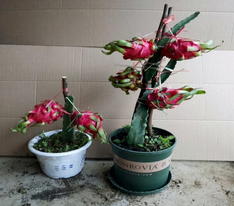 柠檬种子怎么种植方法