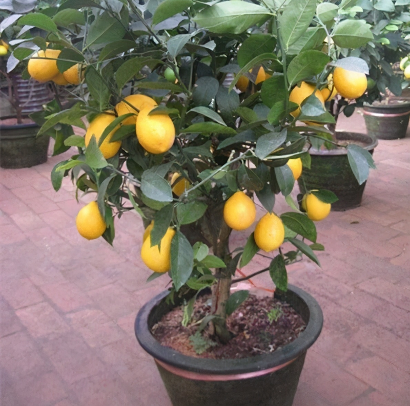 柠檬种子怎么种植方法