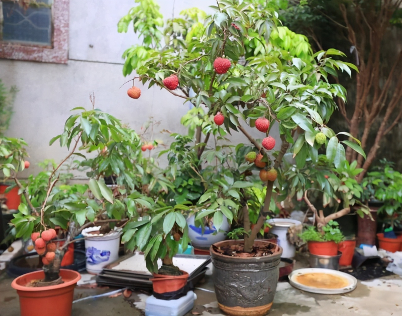 柠檬种子怎么种植方法