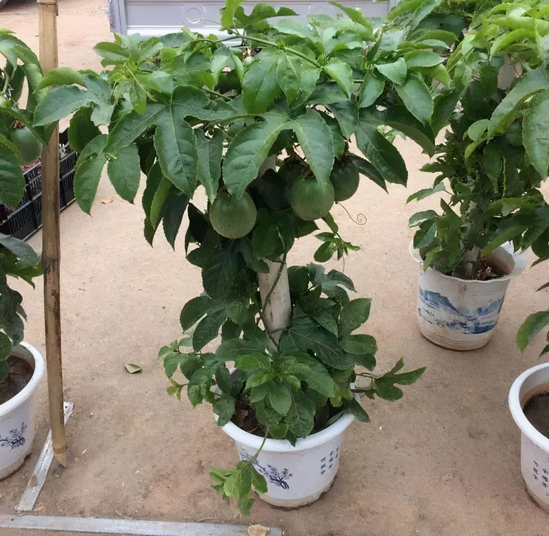 柠檬种子怎么种植方法