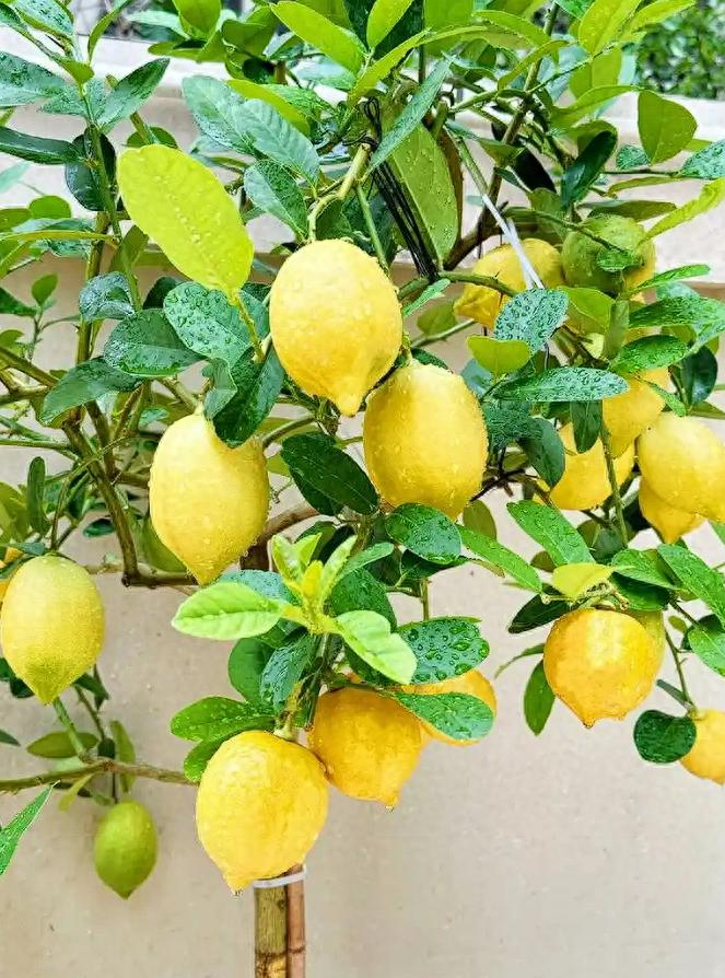 种柠檬有三宝：食用醋、稻壳灰、鱼腥水，加一点点操作，结果多多
