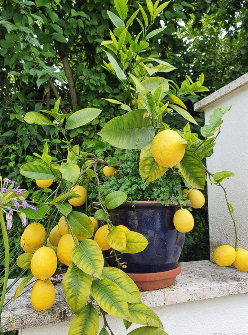 柠檬种子怎么种植方法
