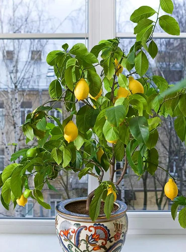 柠檬种子怎么种植方法