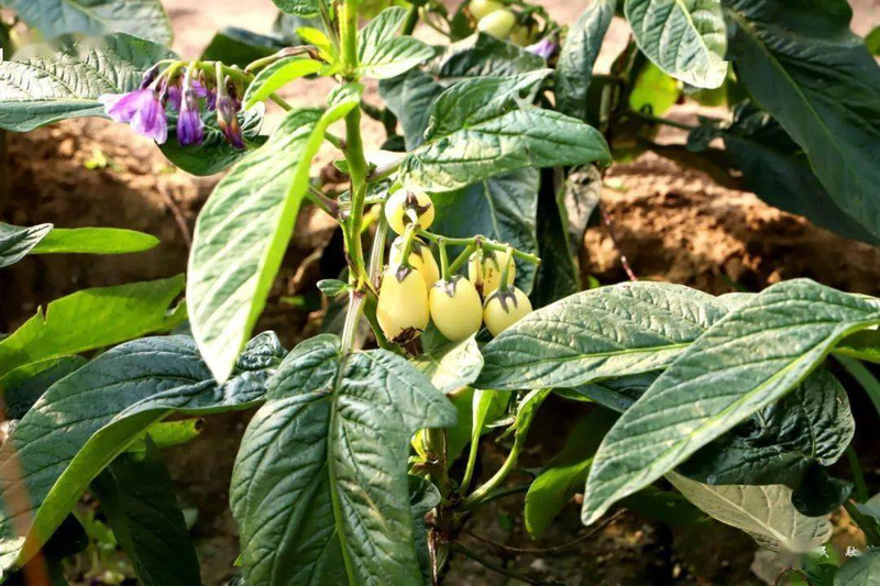 人参果种植技术视频