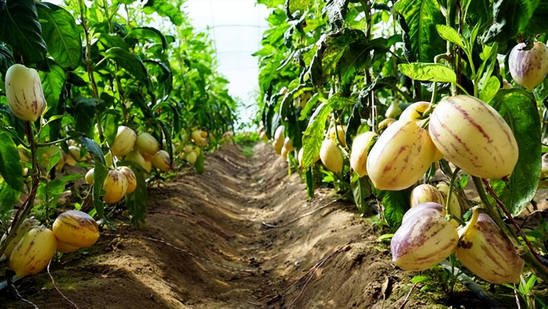 人参果种植技术视频