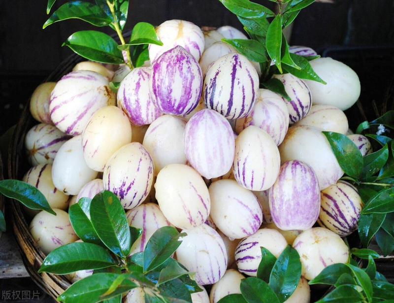 人参果种植技术视频