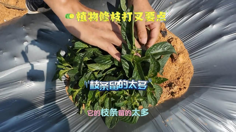 人参果修枝打岔 #石林人参果