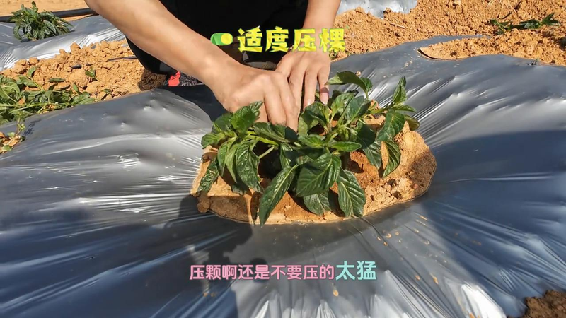 人参果种植技术视频
