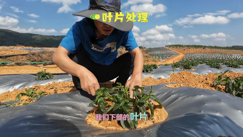人参果种植技术视频