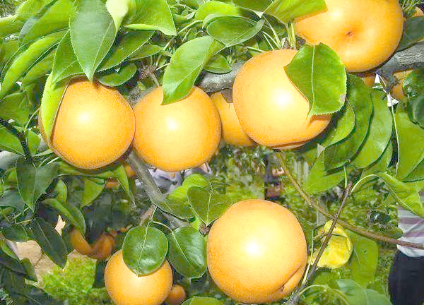 It's good for new fruit trees in the north