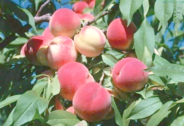 It's good for new fruit trees in the north