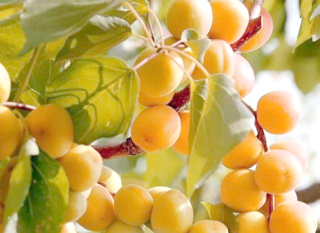 It's good for new fruit trees in the north