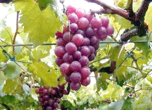 It's good for new fruit trees in the north