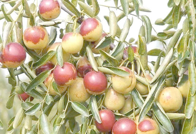 It's good for new fruit trees in the north