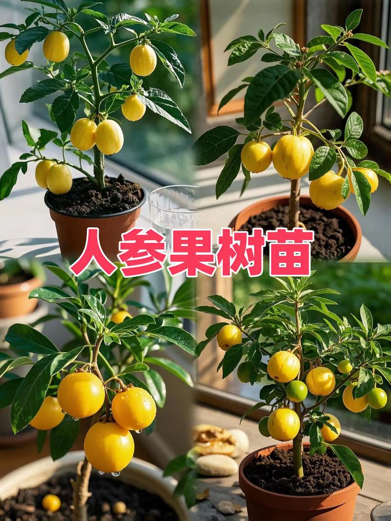 人参果种植技术视频