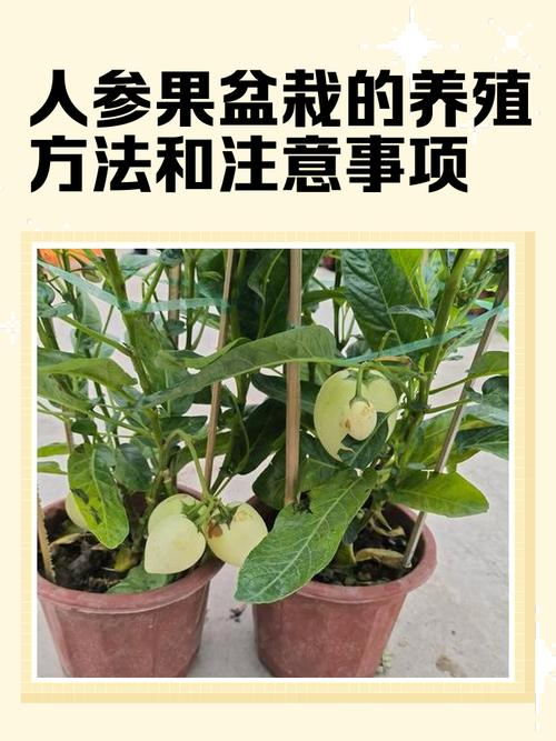 人参果种植技术视频