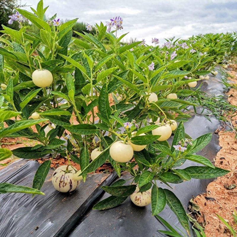 人参果种植技术视频