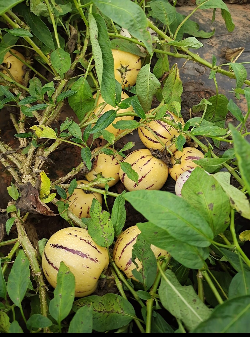 人参果种植技术视频