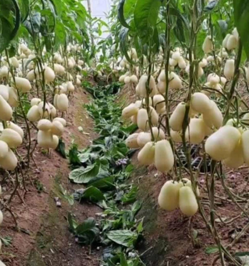 人参果种植技术视频