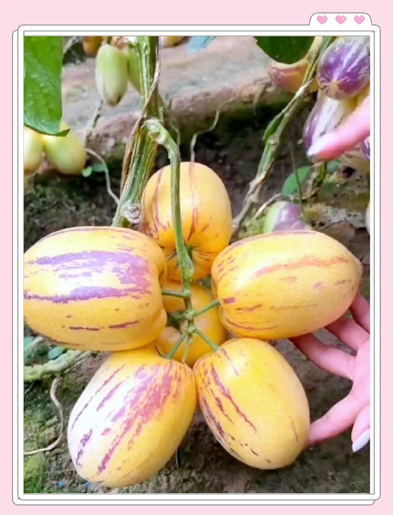 人参果种植技术视频