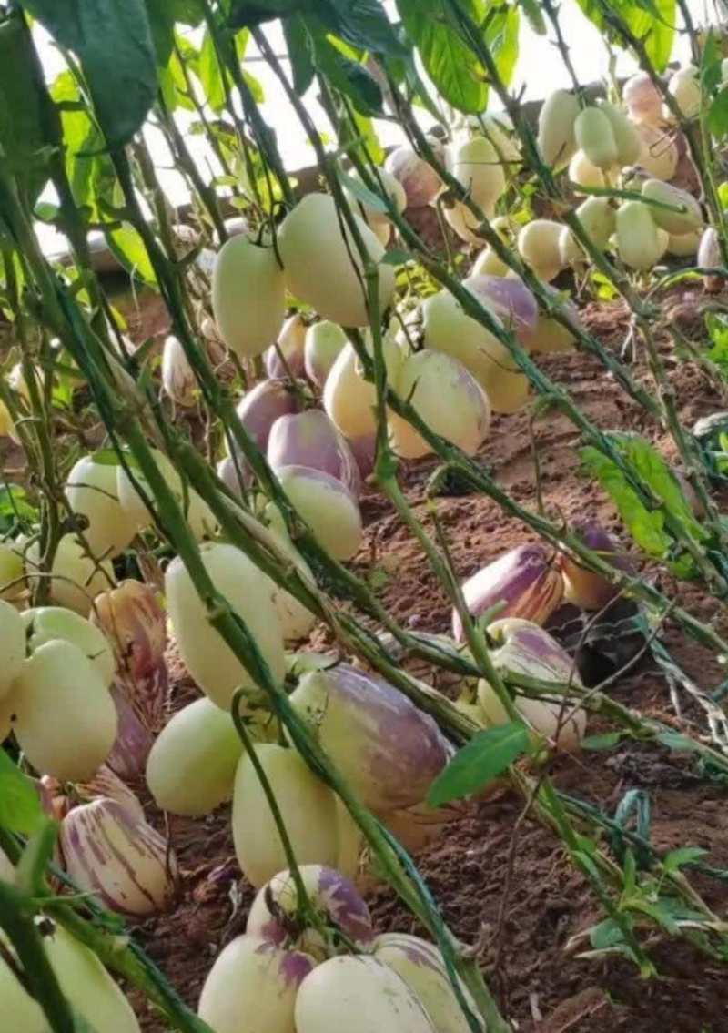 人参果种植技术视频